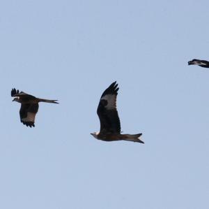 Red Kite