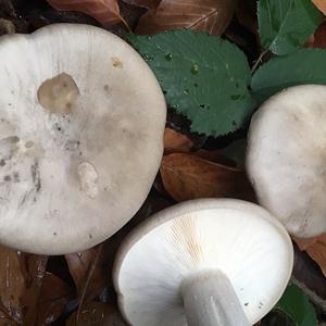 Cloudy Clitocybe