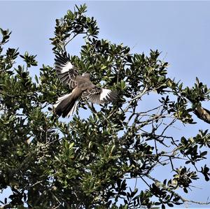 Northern Mockingbird