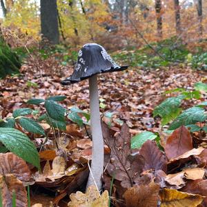 Magpie Ink-cap