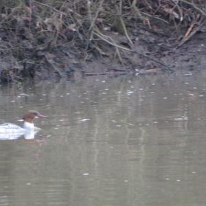 Common Merganser