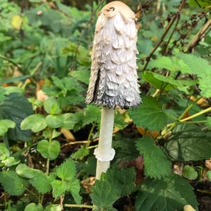 Shaggy Mane