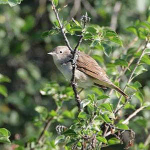 Common Nightingale