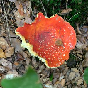 Fly Agaric