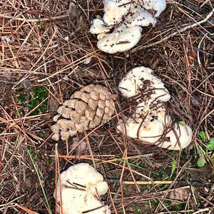 Hedgehog Fungus, Common