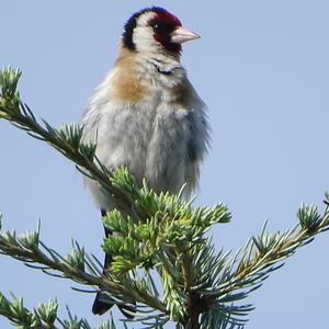 European Goldfinch