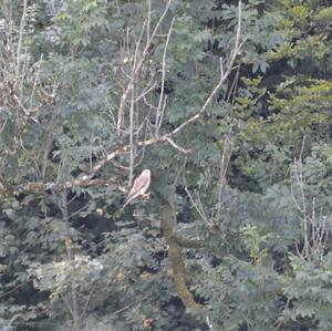 Common Kestrel