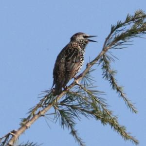 Common Starling