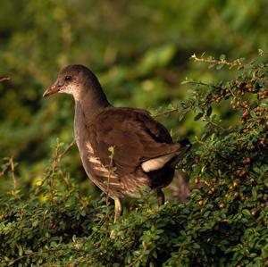 Common Moorhen