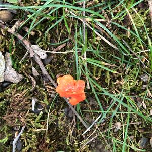 Chanterelle, Common