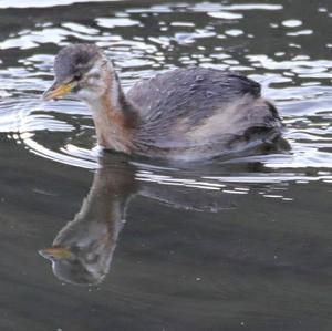 Little Grebe