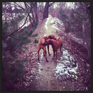 Rhodesian Ridgeback