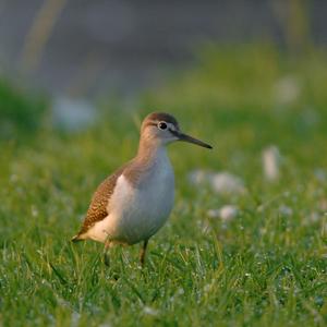 Common Sandpiper