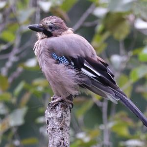 Eurasian Jay