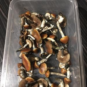 Bluing Psilocybe