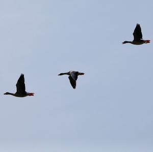 Greylag Goose