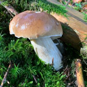 King Bolete