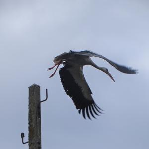 White Stork