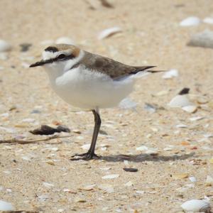 Kentish Plover