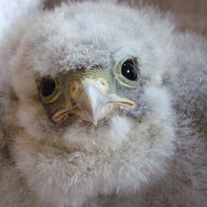 Common Kestrel