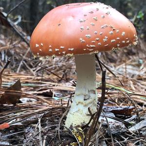 Fly Agaric