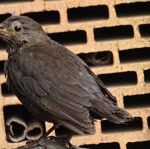 Eurasian Blackbird