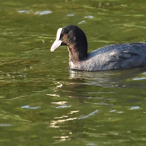 Common Coot