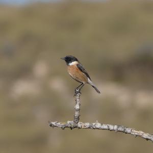 European stonechat