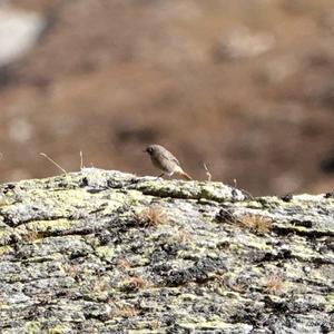 Black Redstart