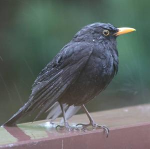 Eurasian Blackbird