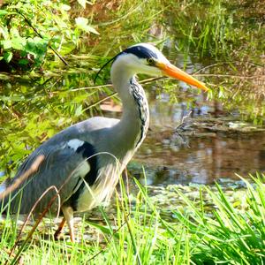 Grey Heron