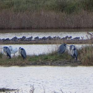 Grey Heron