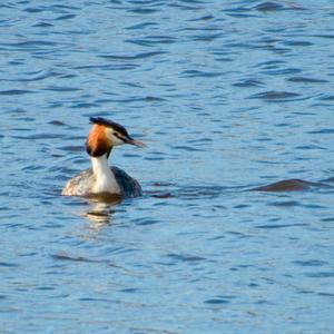 Great Crested Grebe