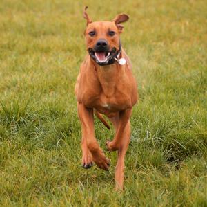 Rhodesian Ridgeback