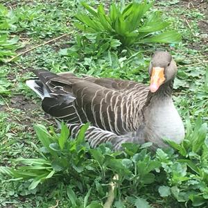 Greylag Goose