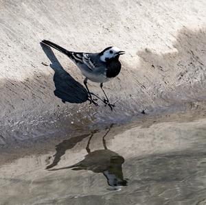 White Wagtail