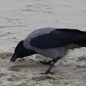 Hooded Crow