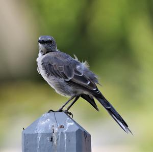 Northern Mockingbird