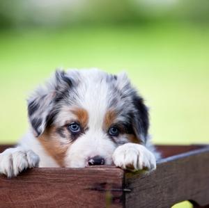 Australian Shepherd