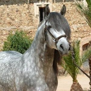 Galiceno-Pony