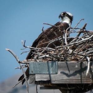 Osprey