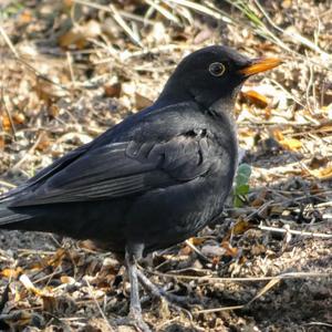 Eurasian Blackbird