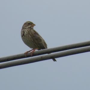 Corn Bunting