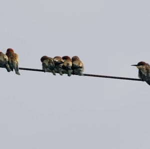 European Bee-eater