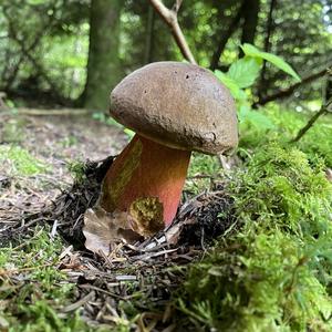 Dotted-stem Bolete