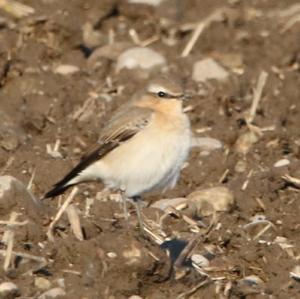 Northern Wheatear