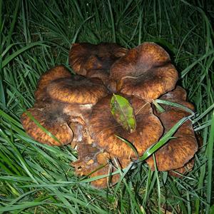 Honey Fungus