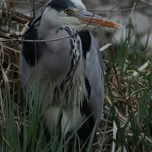 Grey Heron