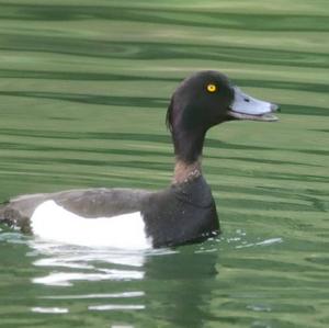 Tufted Duck