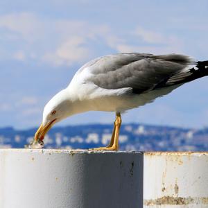 Yellow-legged Gull